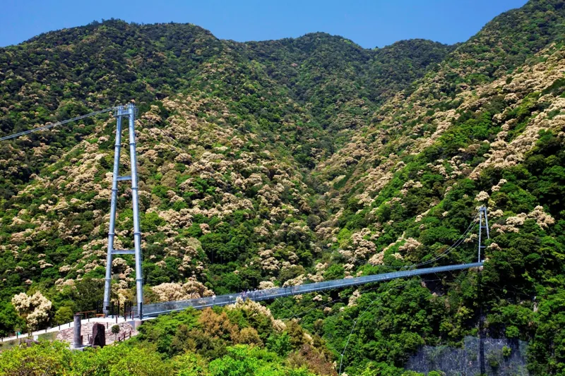 綾の照葉大吊橋