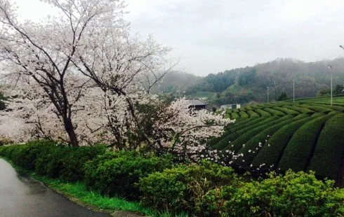 石寺の茶畑 3