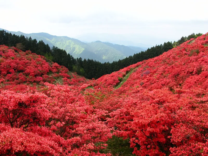 大和葛城山