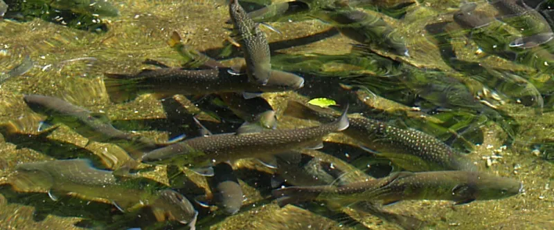 岩魚の里 永源寺グリーンランド 3