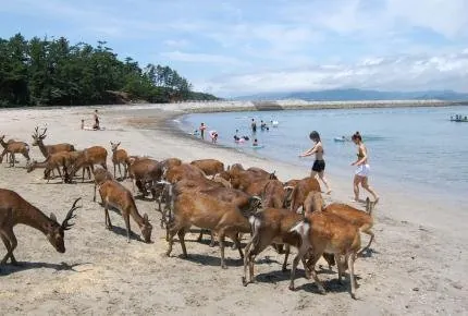 阿久根大島 2