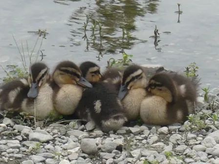 江川・鴨島公園 3