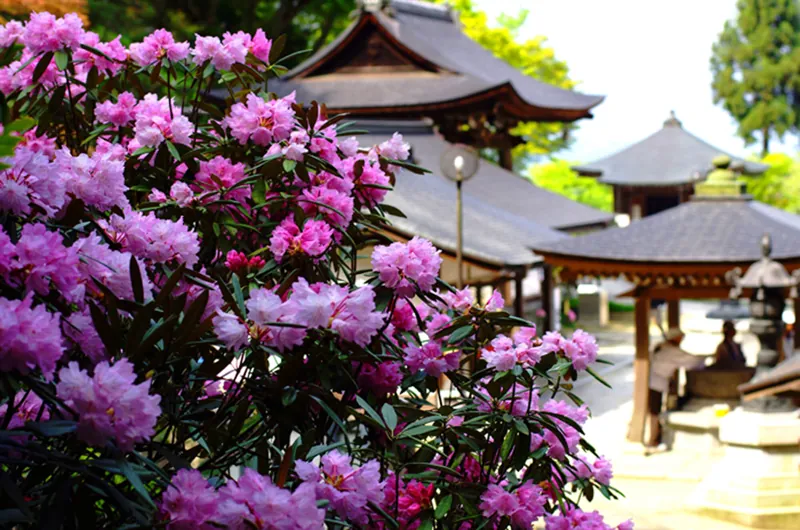 岡寺（龍蓋寺）
