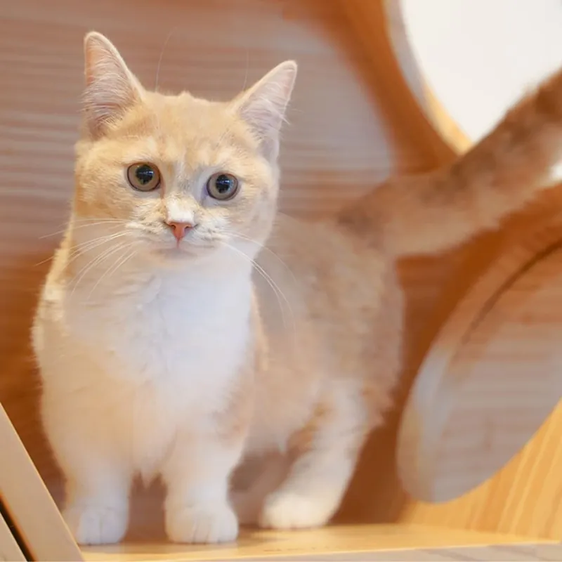 Cat Café MOFF イオンモール広島府中店 2