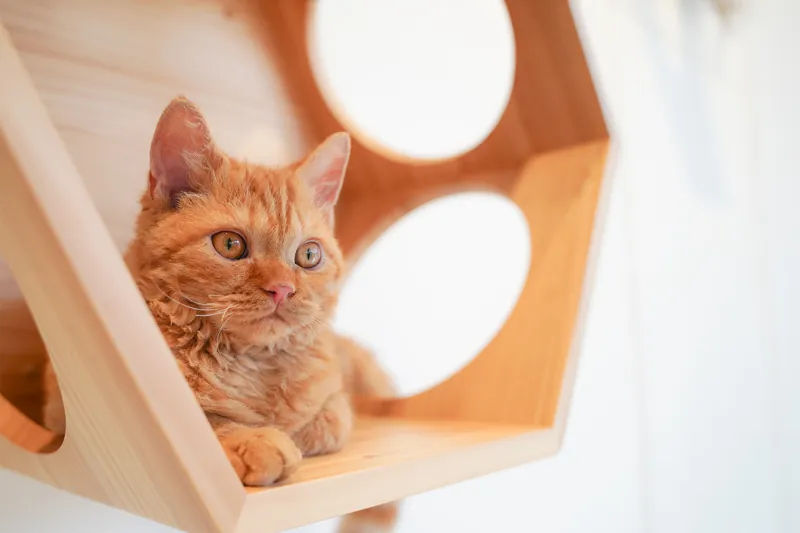 Cat Café MOFF イオンモール広島府中店 3
