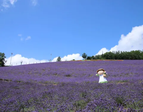 北星山ラベンダー園／北星スキー場