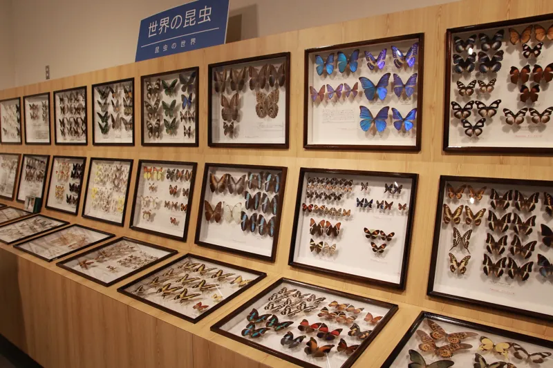 比和自然科学博物館 3