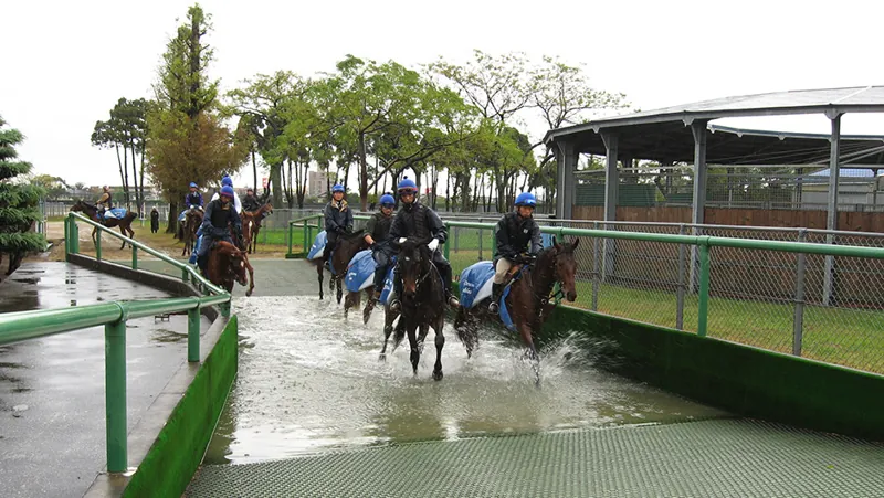 JRA宮崎育成牧場（馬のいる公園） 2