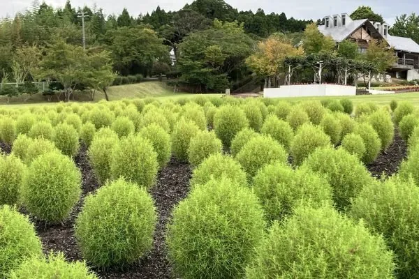 いわき市フラワーセンター 2
