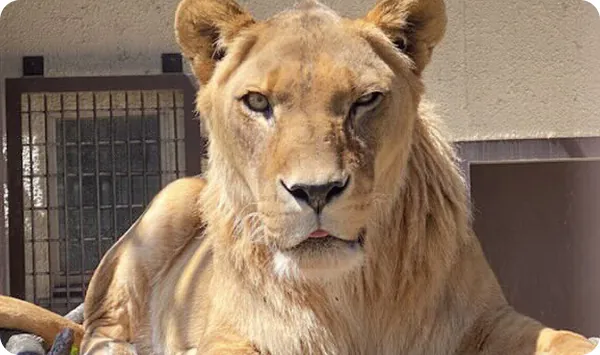 小諸市動物園 2