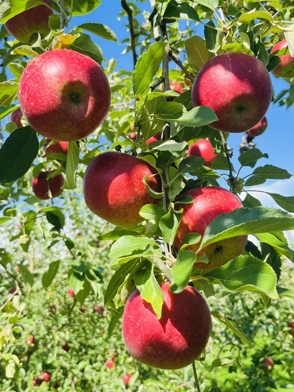 合同会社 青才りんご園 ( apple picking！ apple orchard ）