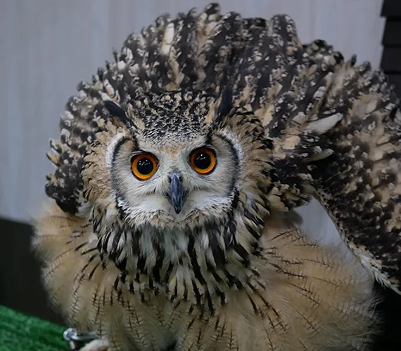 ふくろうの家 2
