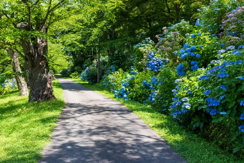 大仏公園