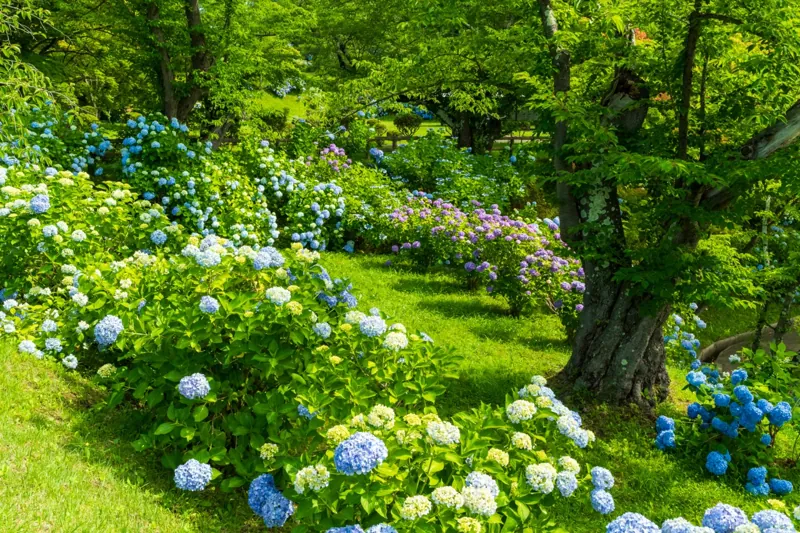 大仏公園 3