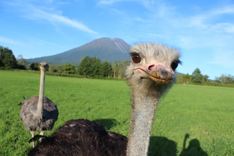 第二有島だちょう牧場