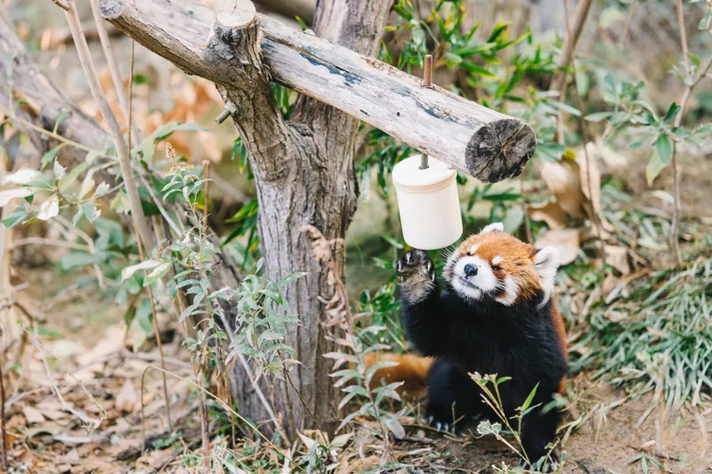 八ちゃん堂大牟田市動物園