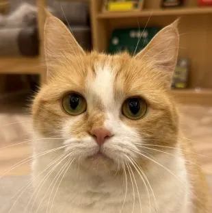 猫カフェMOCHA イオンモール福津店 2