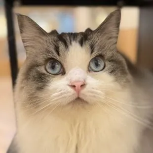 猫カフェMOCHA イオンモール福津店 3