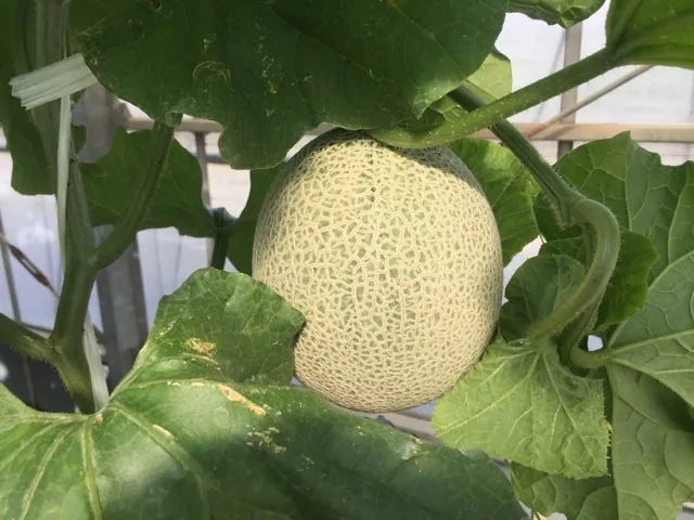 お陽様農園 2