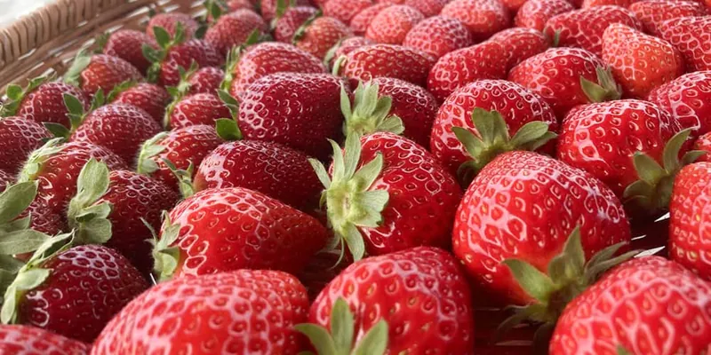 ストロベリーファーム BERRY BERRY BERRY 2