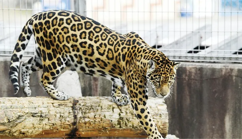 神戸市立王子動物園 3