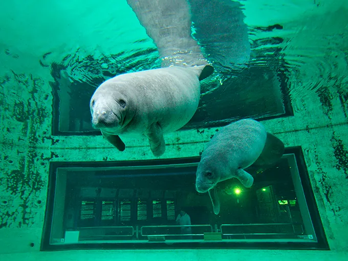 海洋博公園 マナティー館