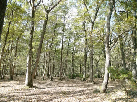 ホウリーウッズ久留里キャンプ村 3