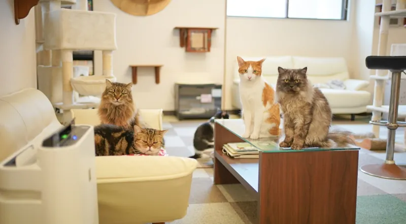 猫カフェ Nyanny