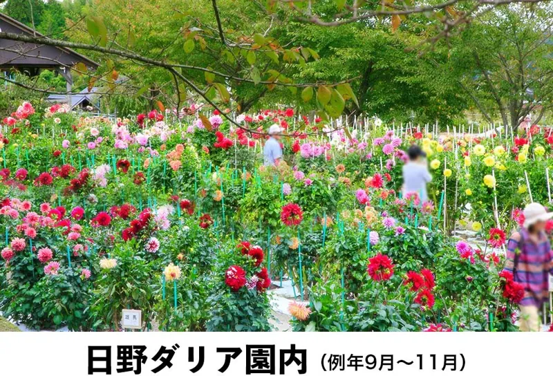 日野ダリア園 1