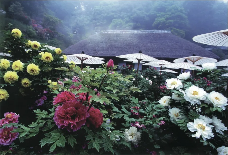 茂原牡丹園