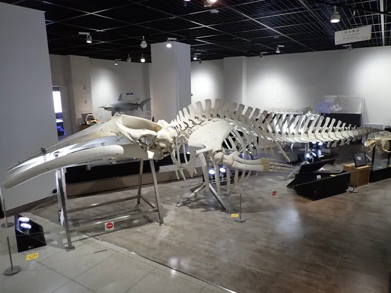 日本大学生物資源科学部博物館（骨の博物館）