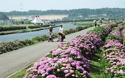 多古町あじさい公園