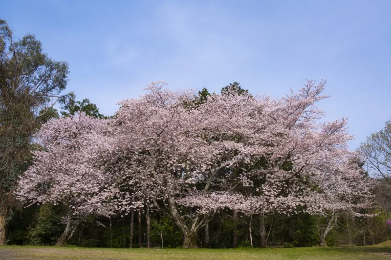 杉村公園 2