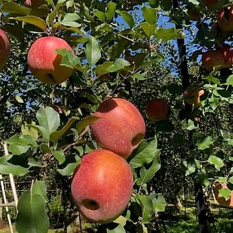 くだもの王国 山本農園 2