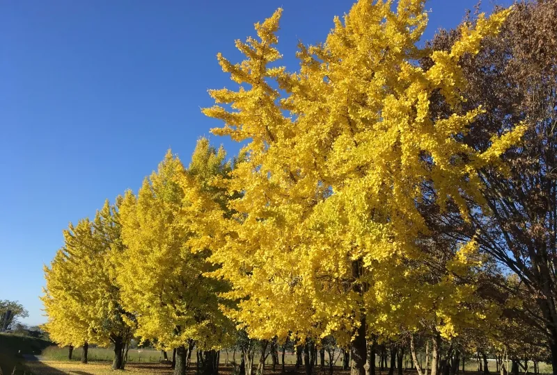津志田河川自然公園 2