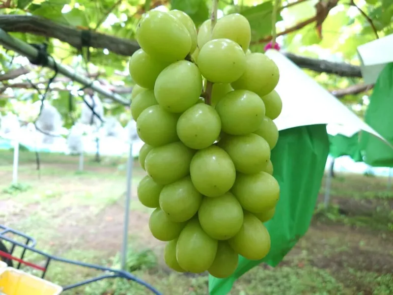 我妻観光果樹園 3