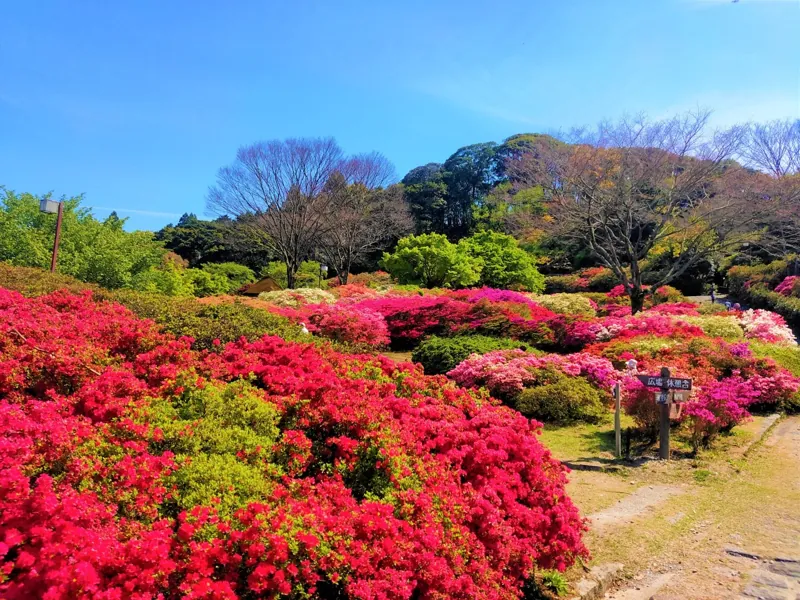 久留米森林つつじ公園 2