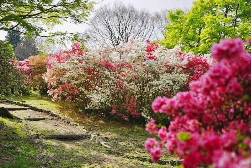 久留米森林つつじ公園 3