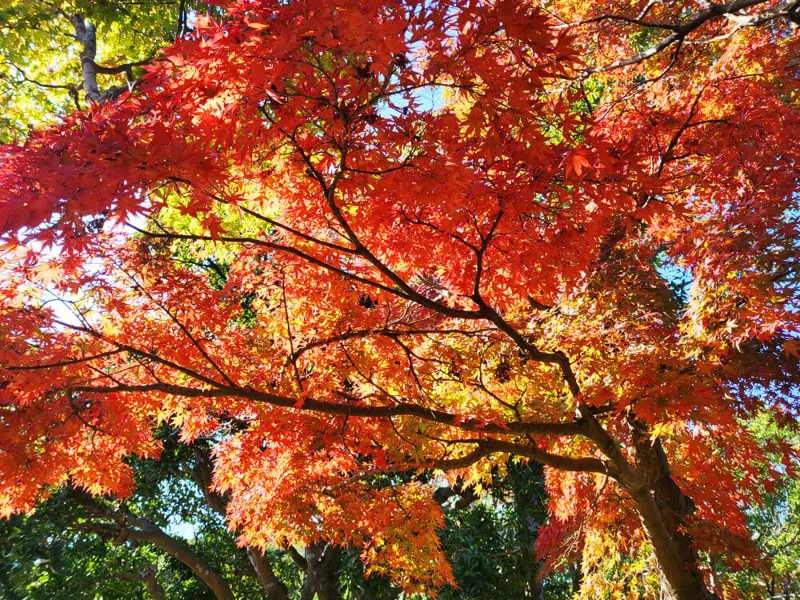 石ケ谷公園 3