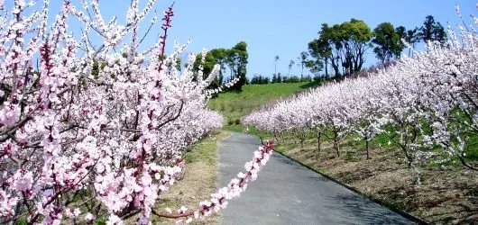 あんずの里運動公園 2