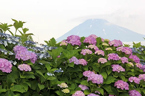 富士西公園