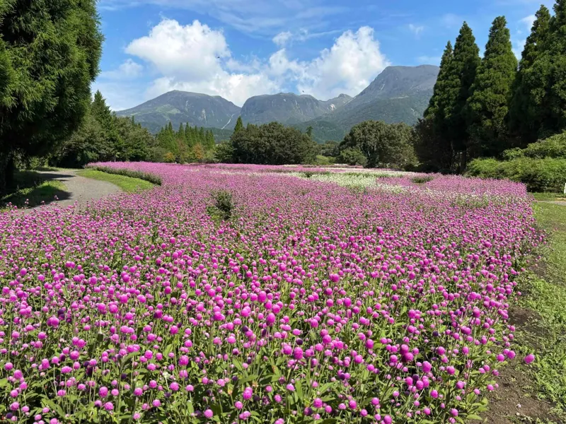 くじゅう花公園 3