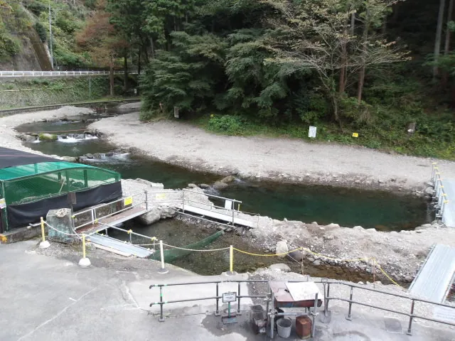 秋川国際マス釣場