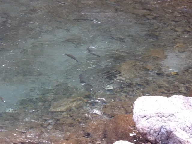 秋川国際マス釣場 2
