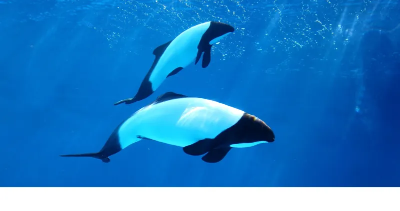仙台うみの杜水族館