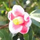 世界の椿館・碁石 2