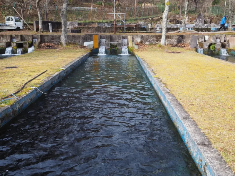 大暮養魚場 2