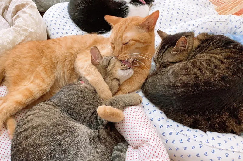 猫カフェ れおん