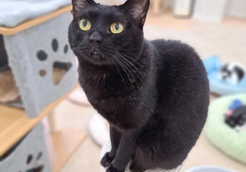 猫カフェ れおん 3