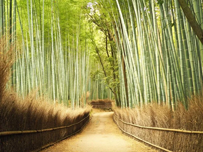 嵐山竹林の小径